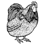 CHICK014