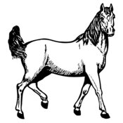 HORSE041