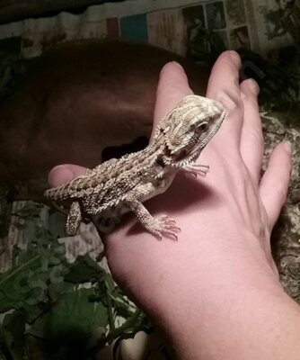 Baby beardie