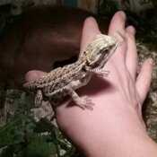 Baby beardie