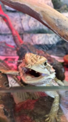 Smile! Baby beardie