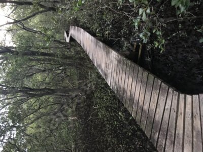 Mangroves boardwalk