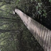 Mangroves boardwalk