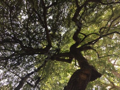 Under the tree