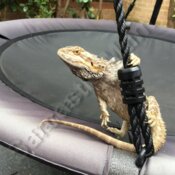 Hanging around beardie