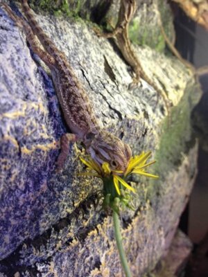 Baby beardie vs dandelion