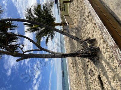 Palm trees on the beach