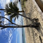 Palm trees on the beach