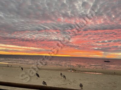 Birds at sunset on the beach