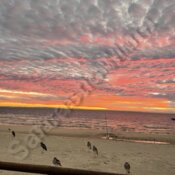 Birds at sunset on the beach