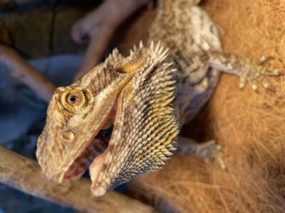 G’day from a beardie