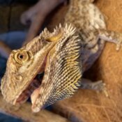 G’day from a beardie