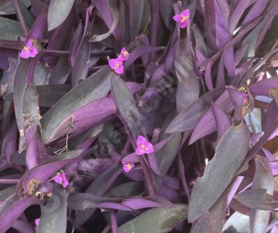 Purple leaves pink flowers