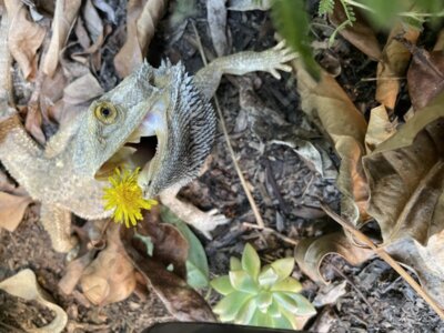 Say ahhh! Beardie and dandelion